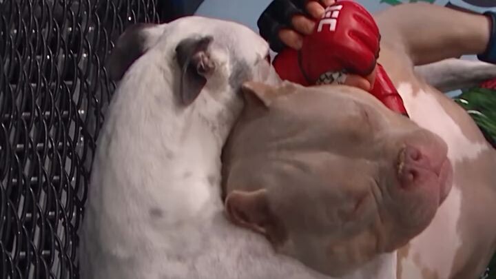 UFC Dog Championship: Rear-Naked Choke! 💀