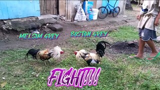 BOSTON GREY VS MELSIM GREY SPAR!!                    JRP BACKYARD