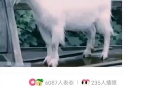 Stupid Netizen 103: Brother, I have a big job here, do you want to do it?