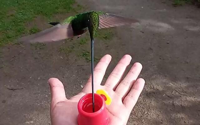 การให้อาหารนกหลายตัวที่ Zuroloma Birding