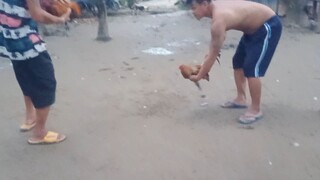 6 months old bulik spar