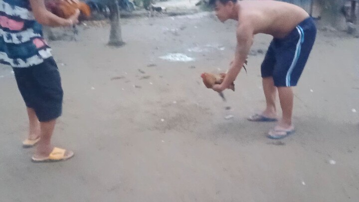 6 months old bulik spar