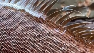 تحضير الإفطار للطابق الأول