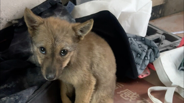 Công trường thi công nhà mới phát hiện một chú chó cỏ tự ý dọn vào ở