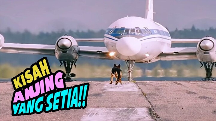 Kisah Anjing yang setia
