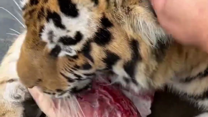What will happen if you take the big tiger’s meat?