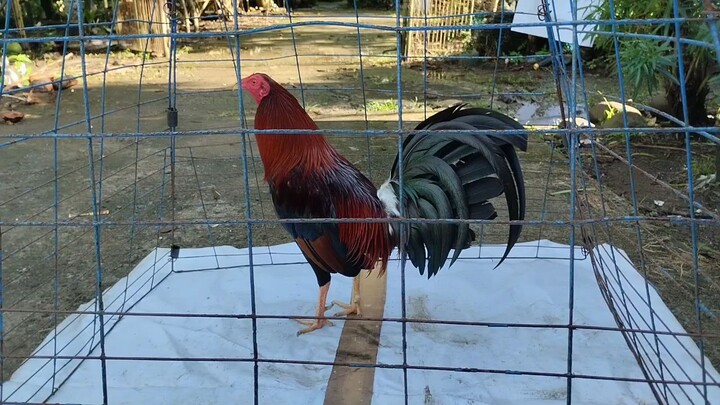 my 2x gilmore 5k sweater..🐓