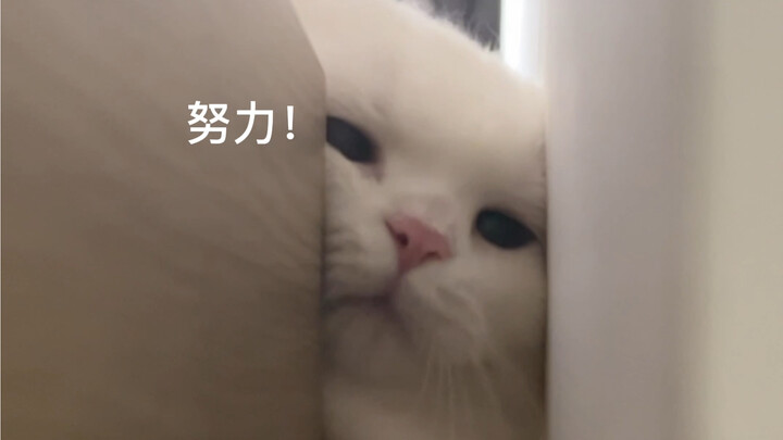 大家一起和我说：谢谢猫猫侠~