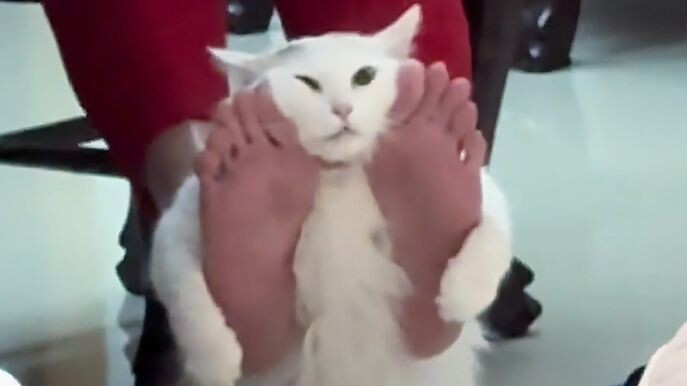 [Animal Voiceover] I brought you something delicious...
