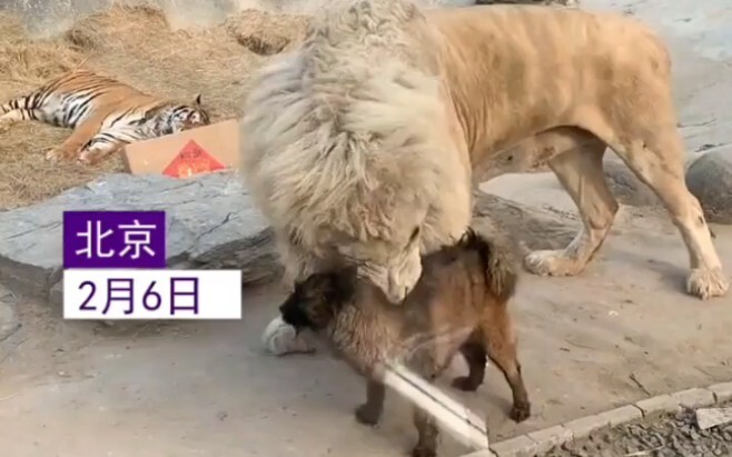 เจ้าหมาทำหน้าที่แม่นมเลี้ยงลูกเสือและลูกสิงโตจนโต ภาพวาดในตอนนี้ช่างแปลกตาไม่เคยเห็นมาก่อน!