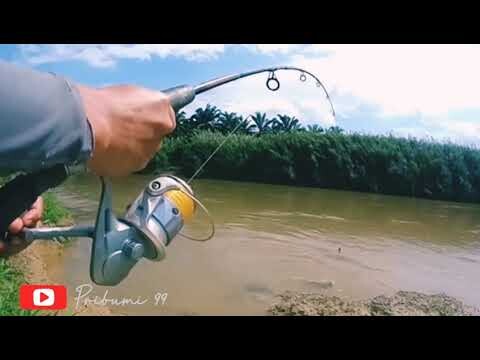 WOW!!! PETUALANGAN MANCING LIAR STRIKE IKAN BESAR!