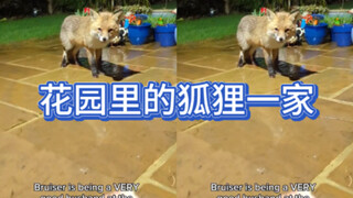 现实世界里的“了不起的狐狸爸爸”一家！🦊小啵啵是大美狐！