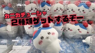 【新登場】初日にカニカチューシャちいかわ狙ってきた！！