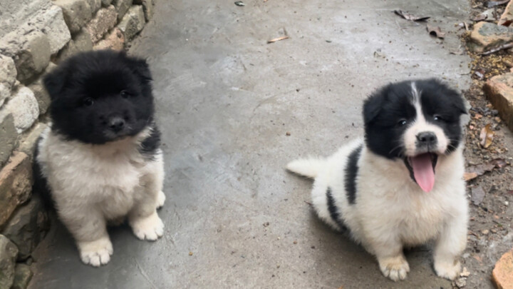 Berkunjung ke rumah paman untuk melihat sepasukan anak anjing kampung; ada yang berwatak lembut dan 