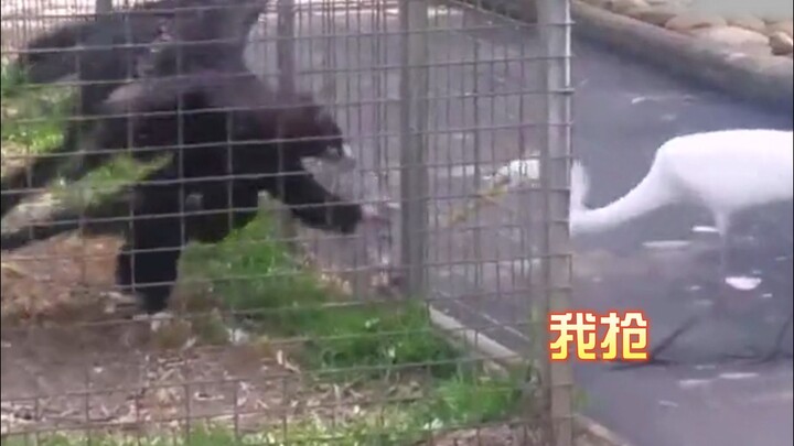 Guess you can’t mess with any species locked in a cage.