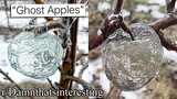 r/Damnthatsinteresting | invisible apples