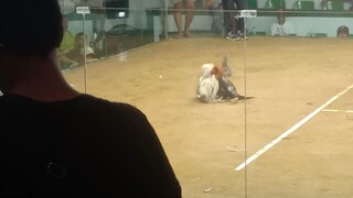 bumaon pa sa lupa ang tari