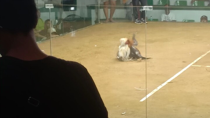 bumaon pa sa lupa ang tari