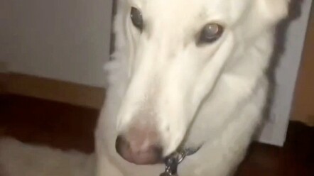 สุนัขปลอบใจ: นั่นคืออาหาร ไม่ใช่ความรัก