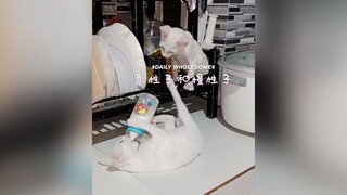 Impulsive Babies and Slowpoke Babies