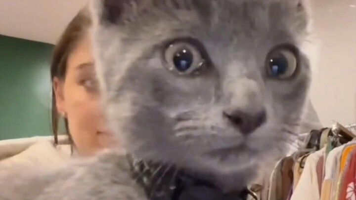 ในเลนส์ แมวเหมียวจะเป็นจุดเด่นเสมอ