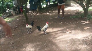 1st fight 3x winner in 1day my lemon x tagalogin kanawayon vs kanawayon