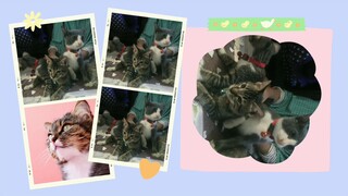 kalian pilih mana nih diantara kucing cantiku
