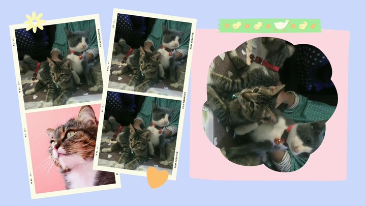 kalian pilih mana nih diantara kucing cantiku