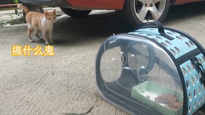 Mencoba memancing kucing betina muda yang sedang hamil di lantai bawah... sia-sia belaka, utang past