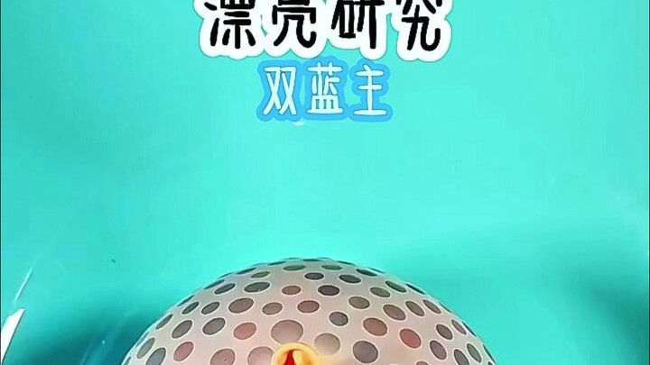 漂亮研究