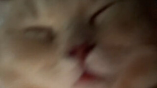 Kucing hidup sedikit mati