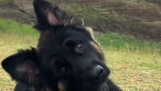 Keahlian utama German Shepherd: memiringkan kepalanya untuk melihat Anda