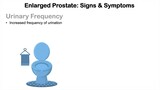Enlarged Prostate and Prostate Cancer Signs  Symptoms  Why They Occur