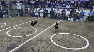 Hatch grey 1st fight SJC