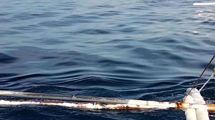 dolphin watching