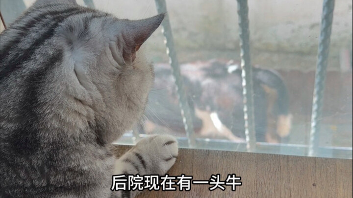 ทำไมแมวถึงชอบดูวัวกันนะ?