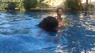 Bullmastiff Swimming session at the greatbull villa...