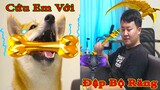 Thú Cưng TV | Ken Trẻ Trâu Bướng Bỉnh #10 | chó Shiba thông minh vui nhộn  Pets funny cute smart dog