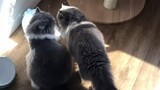 Kitty Kissing 💗