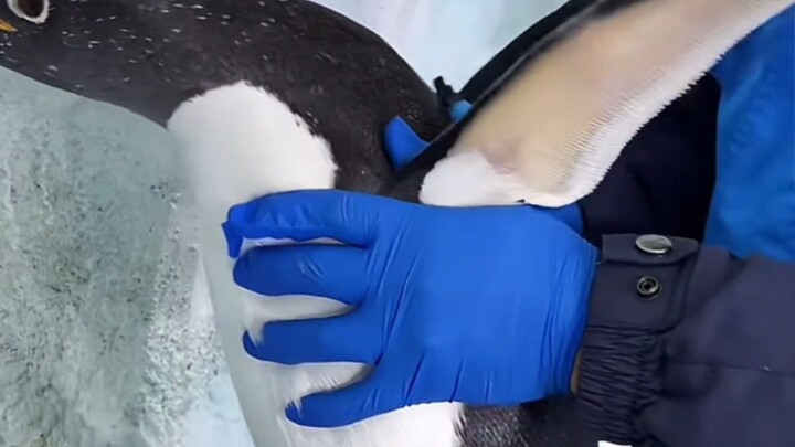 Làm thế nào để bế chim cánh cụt?