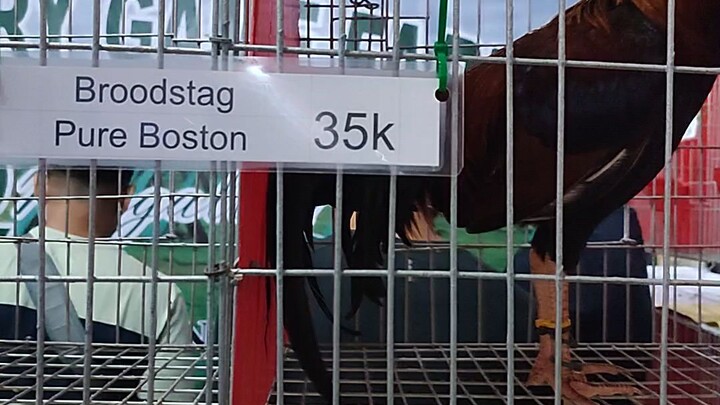 World Gamefowl Expo 2024 SMX