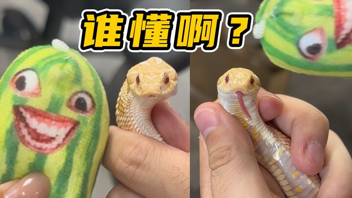 A plush toy for the little snake! Snake: The very last episode.