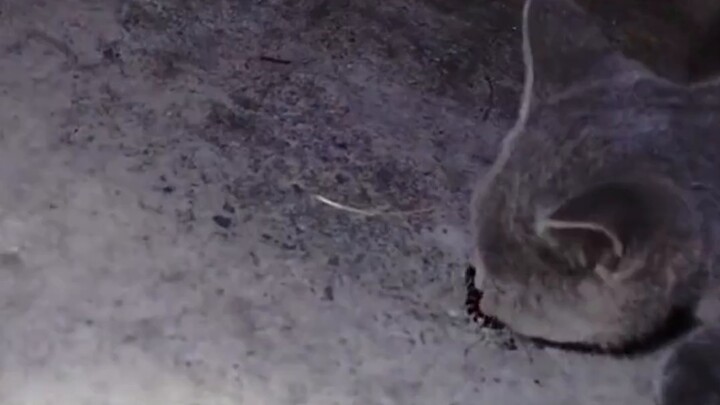 Cats that are two months old cannot eat spicy strips! ! !