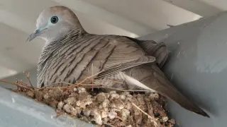 ZEBRA DOVE Nesting with newly hatched chick!