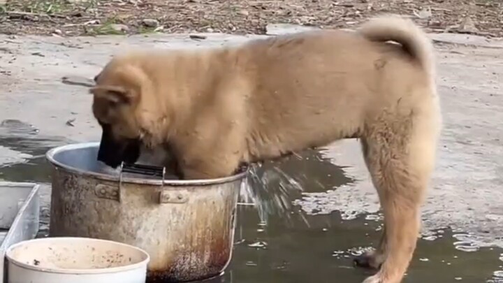Anjing kampung yang suka bermain sampai kotor lalu mencuci kakinya, setiap hari harus dicuci