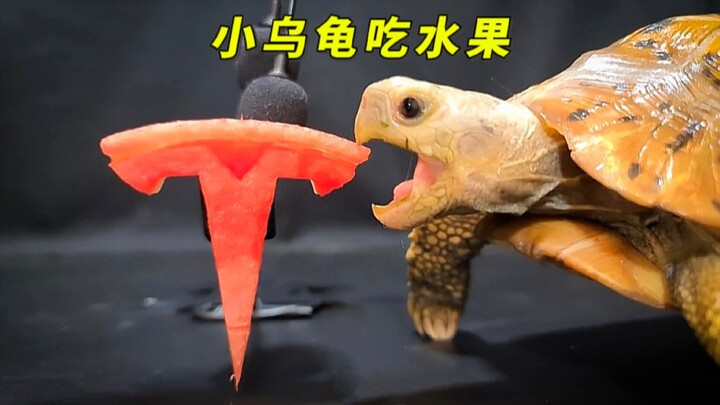 A little turtle eats fruit in a stress-relieving way—don’t drool after watching!