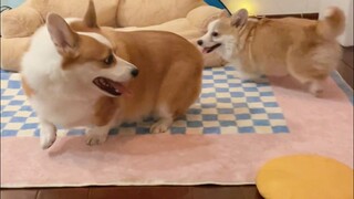 新狗到家第一天VS到家一周后