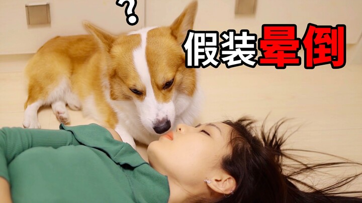 เจ้านายล้มฟุบกะทันหัน แล้วสามพี่น้องคอร์กี้จะทำยังไง? 【ดูบี้ขาสั้นตัวน้อย】