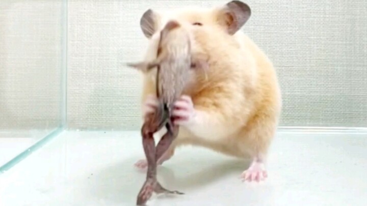 [Động vật] Quá trình hamster ăn thịt ếch