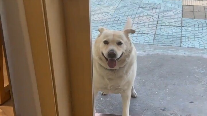 อากาศร้อนมาก น้องหมาก็มาคลอกรถแอร์อีกแล้ว